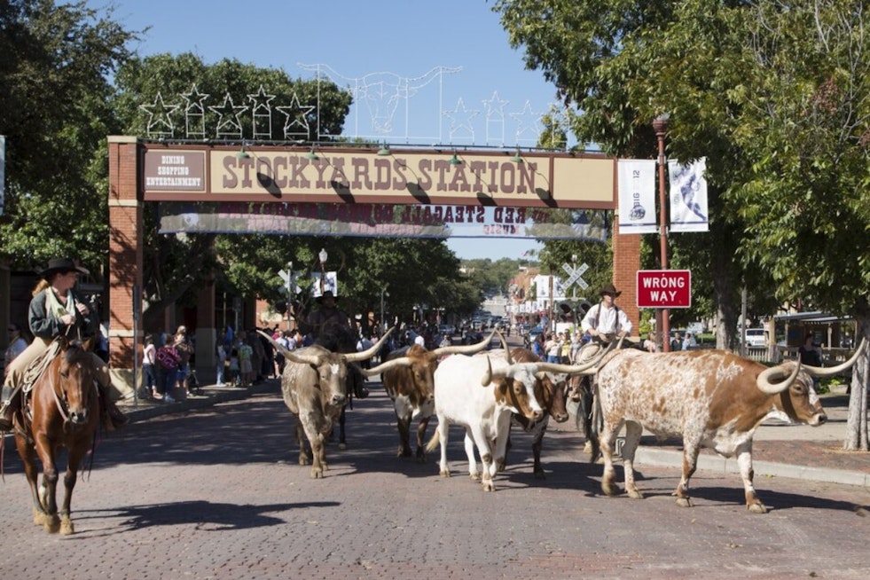 Fort Worth Stockyards Turns Free Cattle Drive Into $20 Arena Spectacle