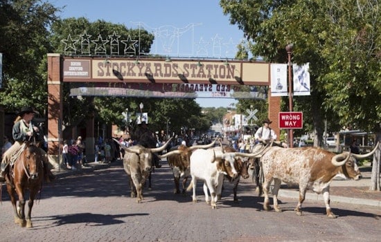 Fort Worth Stockyards Turns Free Cattle Drive Into $20 Arena Spectacle