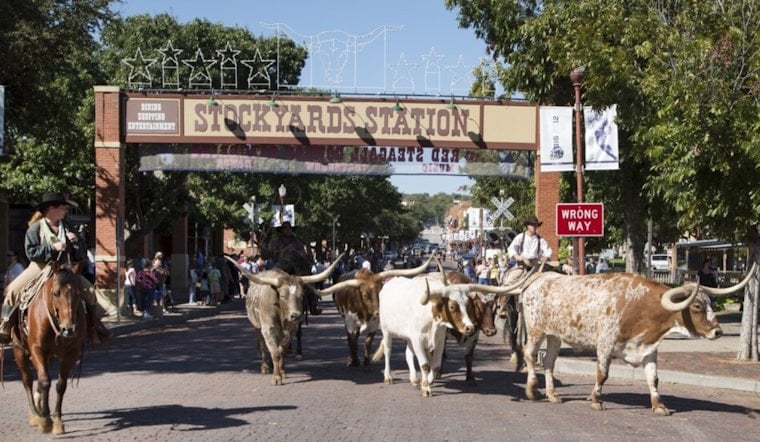 Fort Worth Stockyards Turns Free Cattle Drive Into $20 Arena Spectacle