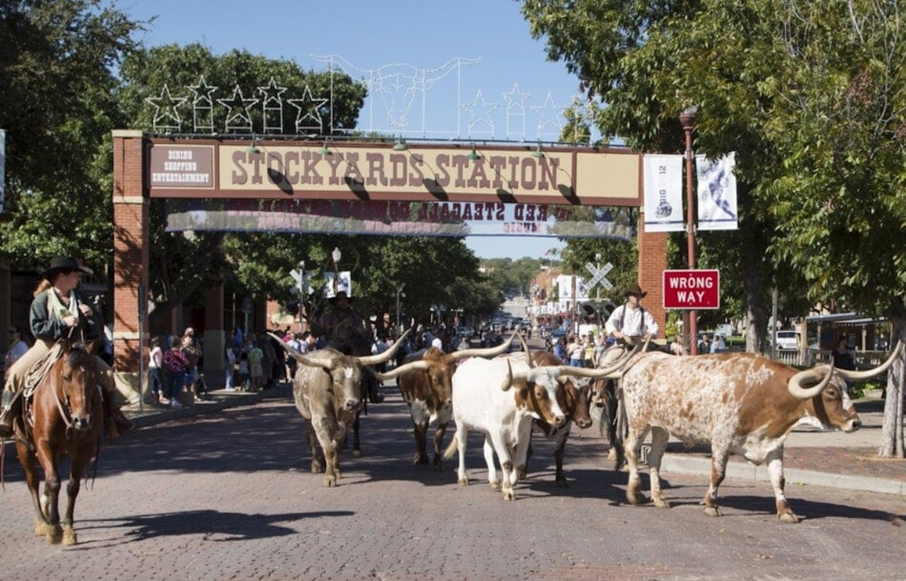 Fort Worth Stockyards Turns Free Cattle Drive Into $20 Arena Spectacle