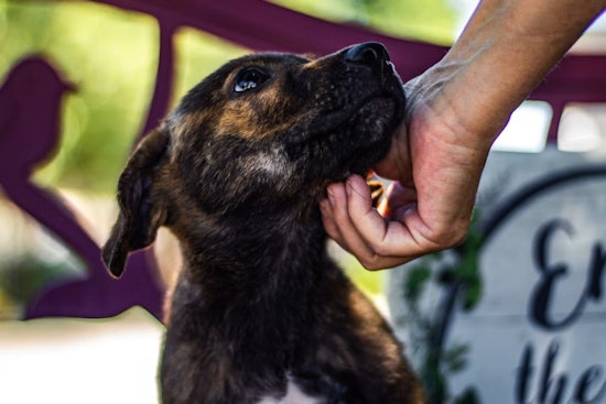 Fort Worth's Mega Adoption Event Returns With 1,000-Plus Pets and $25 Fees