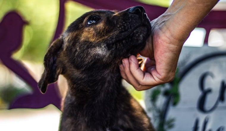 Fort Worth's Mega Adoption Event Returns With 1,000-Plus Pets and $25 Fees