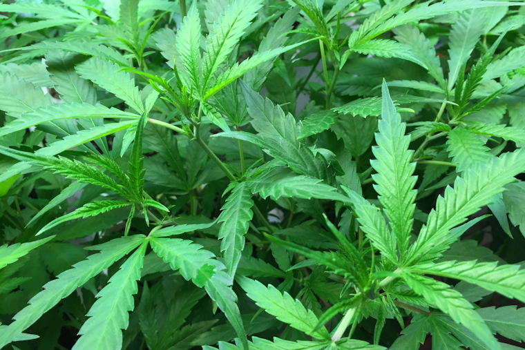 Frederick County Races to Spend $3M in Cannabis Tax Cash by Oct. 1
