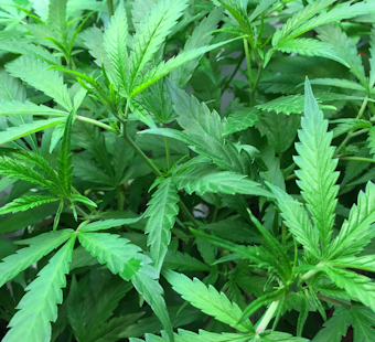 Frederick County Races to Spend $3M in Cannabis Tax Cash by Oct. 1