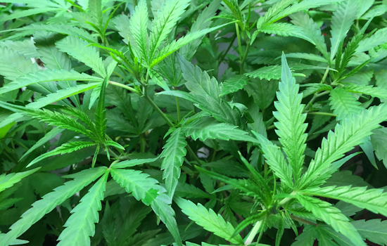 Frederick County Races to Spend $3M in Cannabis Tax Cash by Oct. 1