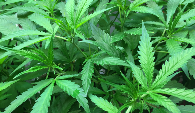 Frederick County Races to Spend $3M in Cannabis Tax Cash by Oct. 1