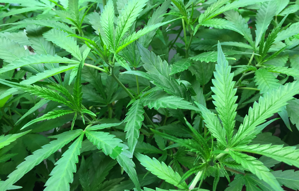 Frederick County Races to Spend $3M in Cannabis Tax Cash by Oct. 1
