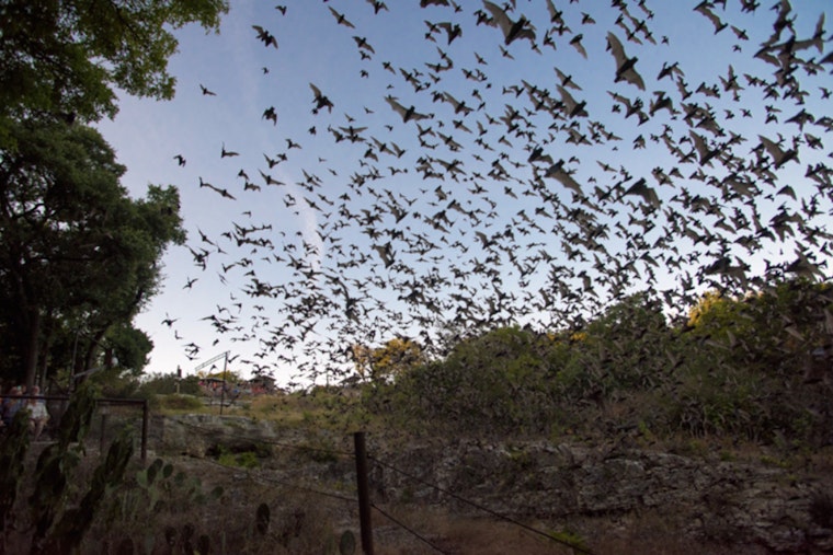 Fredericksburg's Old Tunnel Sees 3 Million Bats Peak — Tickets Vanish Fast