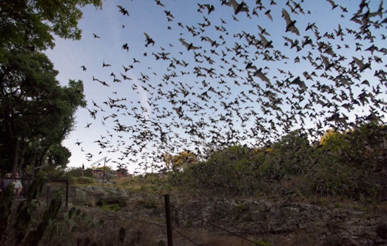 Fredericksburg's Old Tunnel Sees 3 Million Bats Peak — Tickets Vanish Fast