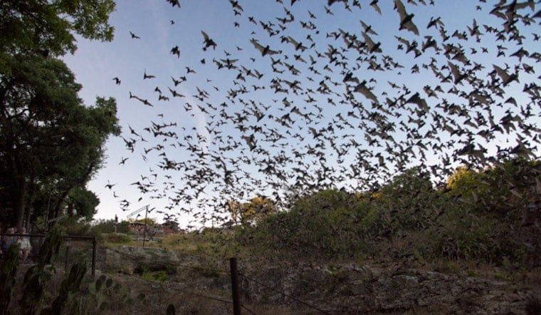 Fredericksburg's Old Tunnel Sees 3 Million Bats Peak — Tickets Vanish Fast