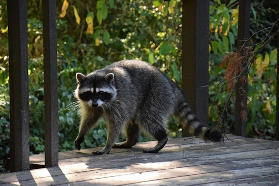 Galveston Raccoons Bite Seven People as City Pushes Feeding Crackdown