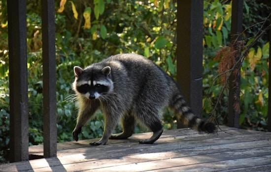 Galveston Raccoons Bite Seven People as City Pushes Feeding Crackdown