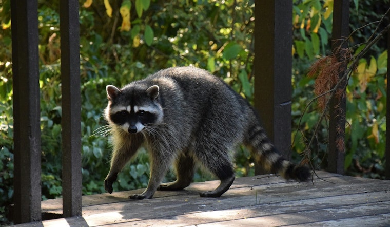 Galveston Raccoons Bite Seven People as City Pushes Feeding Crackdown