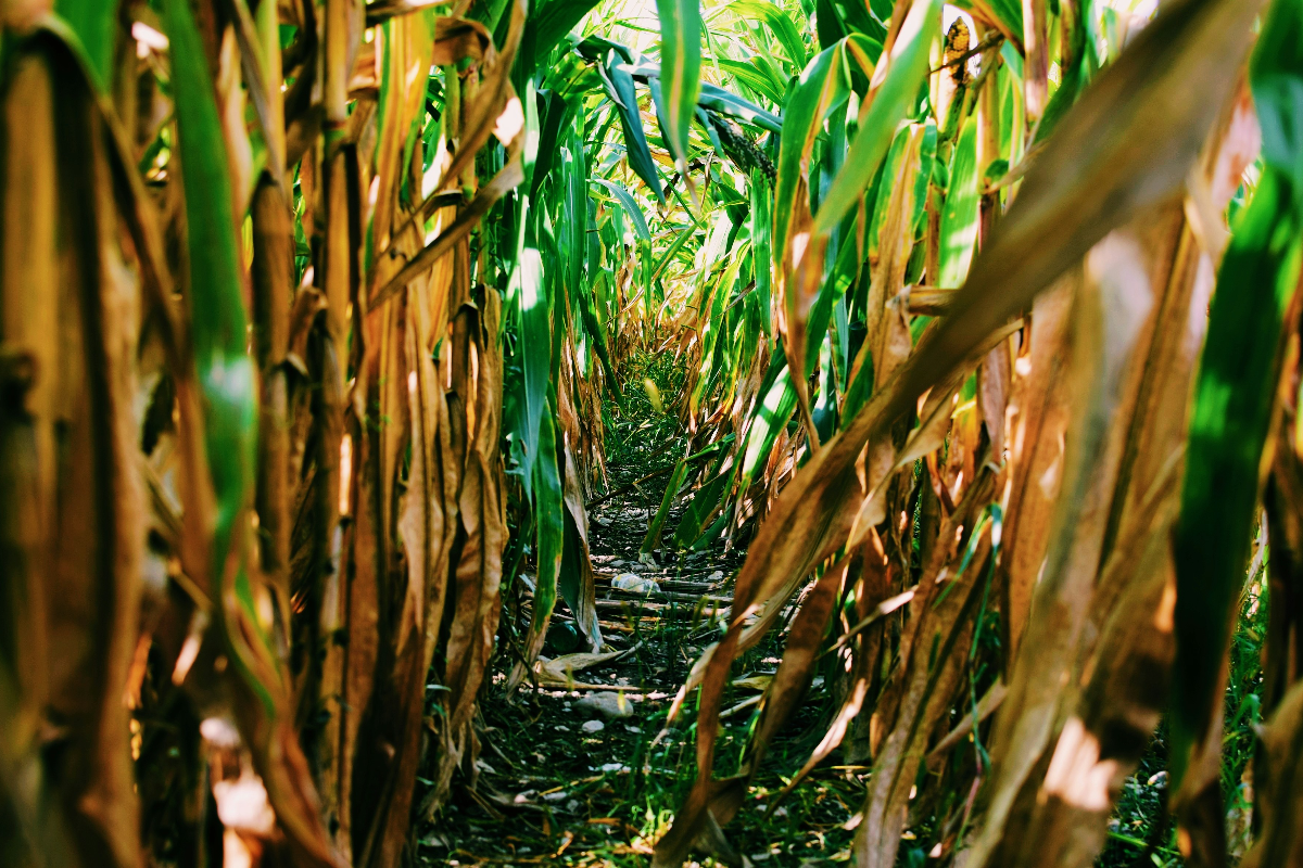Gambrills Corn Maze Trades Taylor Swift for Toys, Opens September 12