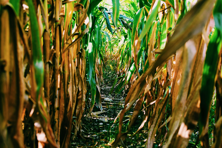 Gambrills Corn Maze Trades Taylor Swift for Toys, Opens September 12
