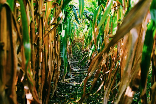 Gambrills Corn Maze Trades Taylor Swift for Toys, Opens September 12