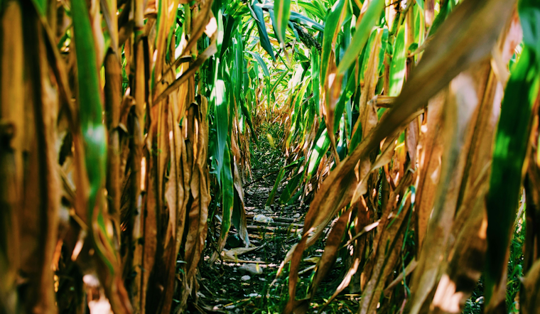 Gambrills Corn Maze Trades Taylor Swift for Toys, Opens September 12