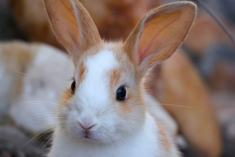 Gaslamp Hotel Hosts Bunny Brunch, Revives Rabbitville Lore Behind Its Name