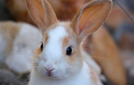 Gaslamp Hotel Hosts Bunny Brunch, Revives Rabbitville Lore Behind Its Name