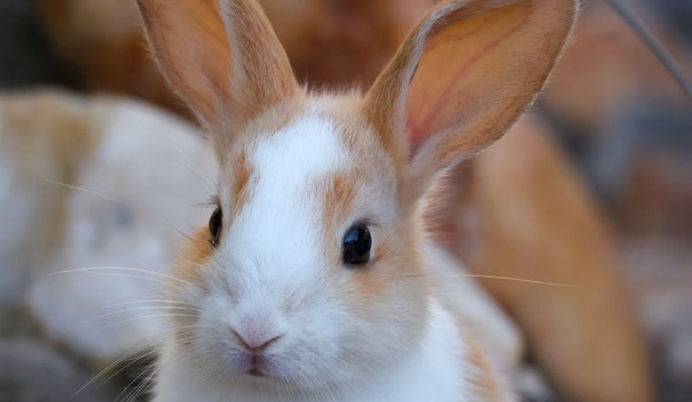 Gaslamp Hotel Hosts Bunny Brunch, Revives Rabbitville Lore Behind Its Name