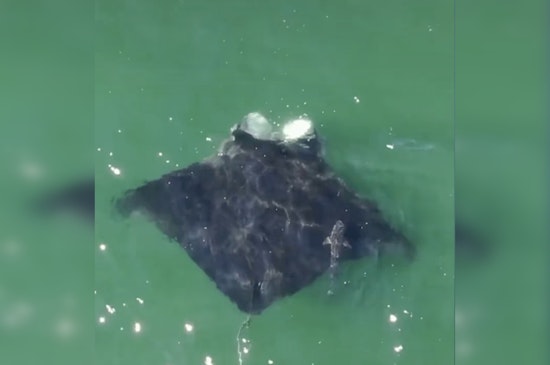 Giant Manta Ray Spotted Feeding Off Jones Beach, a Rare Long Island Visitor