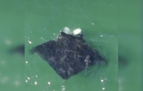Giant Manta Ray Spotted Feeding Off Jones Beach, a Rare Long Island Visitor