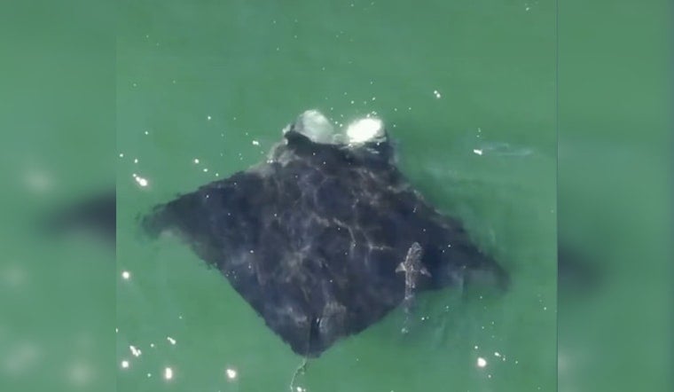 Giant Manta Ray Spotted Feeding Off Jones Beach, a Rare Long Island Visitor