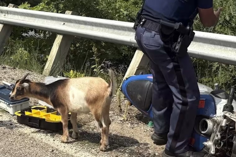 Goat Crashes Michigan Crash Scene, Tries to Join State Police Instead