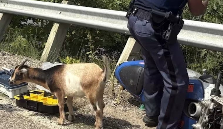 Goat Crashes Michigan Crash Scene, Tries to Join State Police Instead