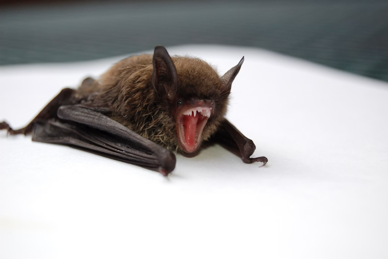 Golden Valley Homeowner Finds Rabid Bat Hiding Among Attic Colony