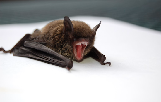 Golden Valley Homeowner Finds Rabid Bat Hiding Among Attic Colony