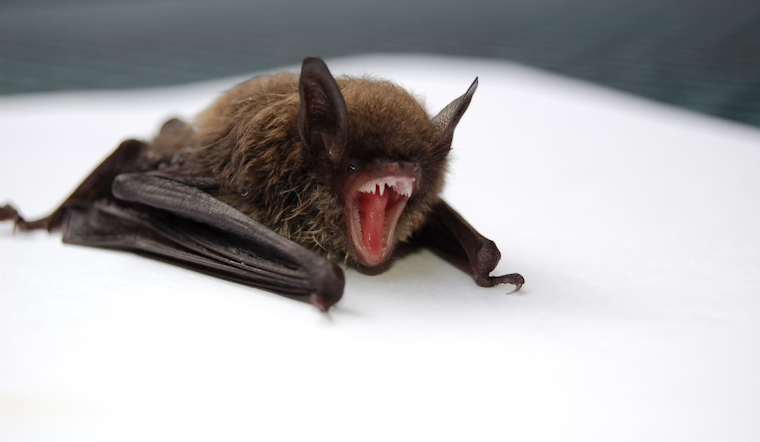 Golden Valley Homeowner Finds Rabid Bat Hiding Among Attic Colony
