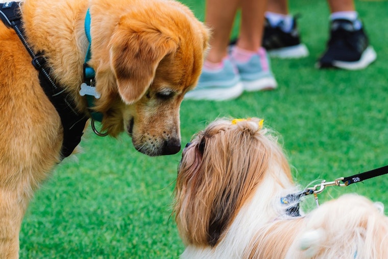 Great American Dog Show Returns to Wheaton With 200 Breeds Vying for Best in Show