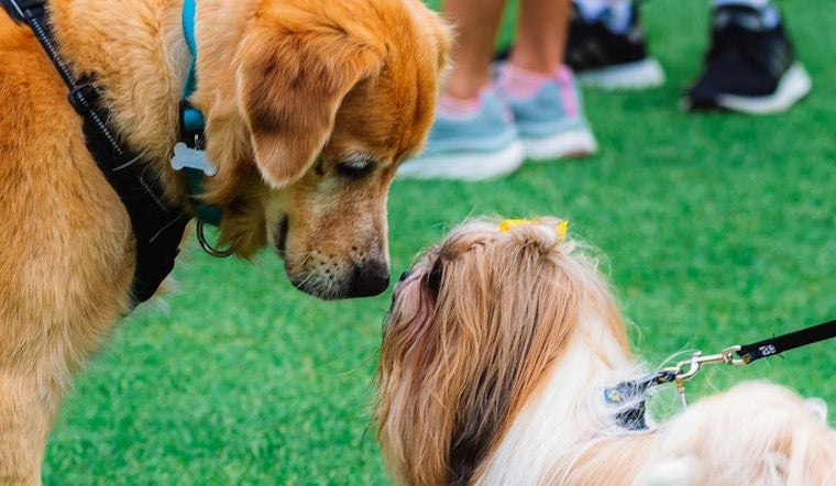 Great American Dog Show Returns to Wheaton With 200 Breeds Vying for Best in Show