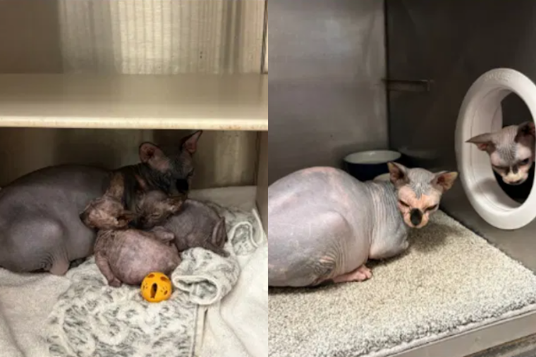 Henderson Wins Custody of 21 Sphynx Cats Seized From Sin City Sphynx Breeder