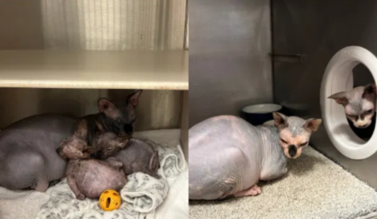 Henderson Wins Custody of 21 Sphynx Cats Seized From Sin City Sphynx Breeder