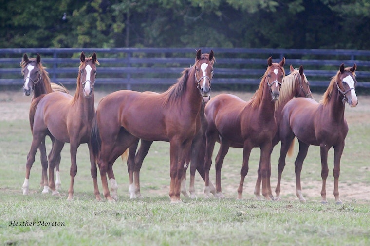Historic Kentucky Farm Tied to Ryanair Founder Listed at $57.5M Ahead of Auction