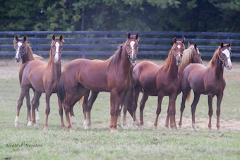 Historic Kentucky Farm Tied to Ryanair Founder Listed at $57.5M Ahead of Auction