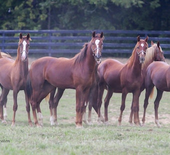 Historic Kentucky Farm Tied to Ryanair Founder Listed at $57.5M Ahead of Auction