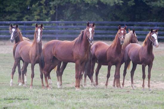 Historic Kentucky Farm Tied to Ryanair Founder Listed at $57.5M Ahead of Auction