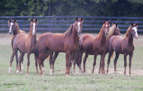 Historic Kentucky Farm Tied to Ryanair Founder Listed at $57.5M Ahead of Auction