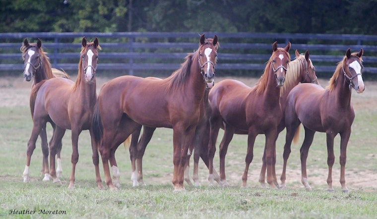 Historic Kentucky Farm Tied to Ryanair Founder Listed at $57.5M Ahead of Auction