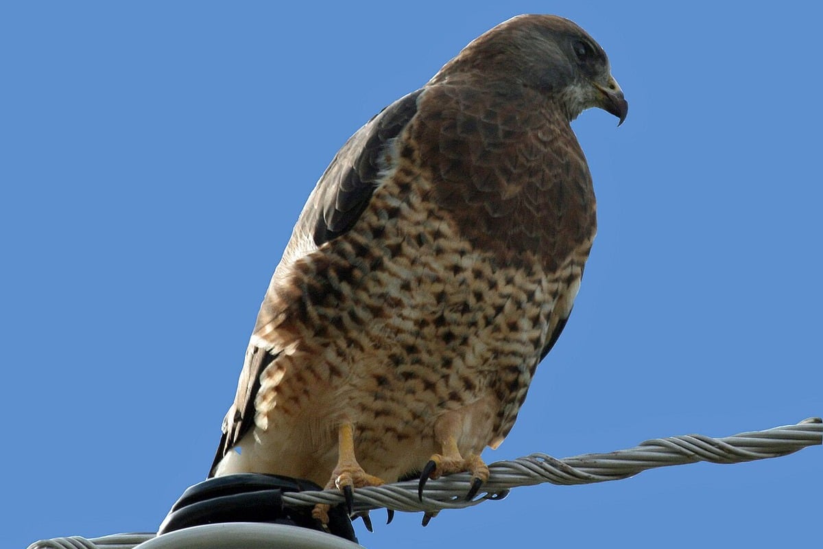 Homebuilders Push to Strip Protection From California's Swainson's Hawk
