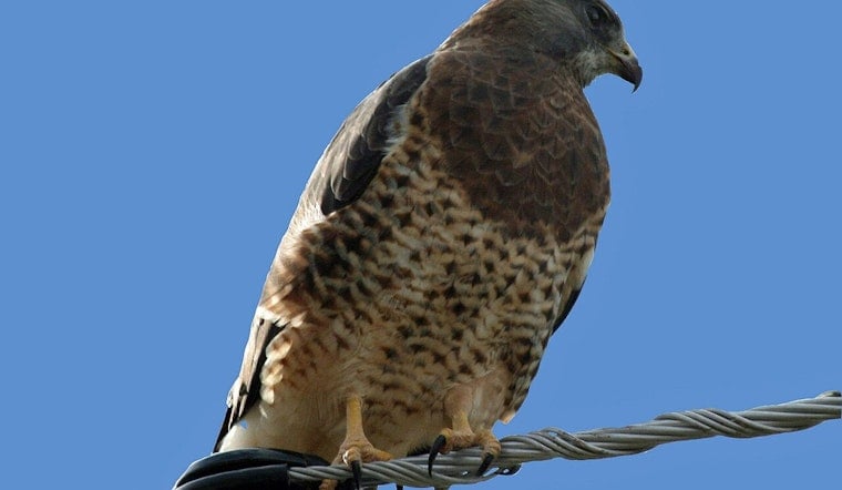 Homebuilders Push to Strip Protection From California's Swainson's Hawk