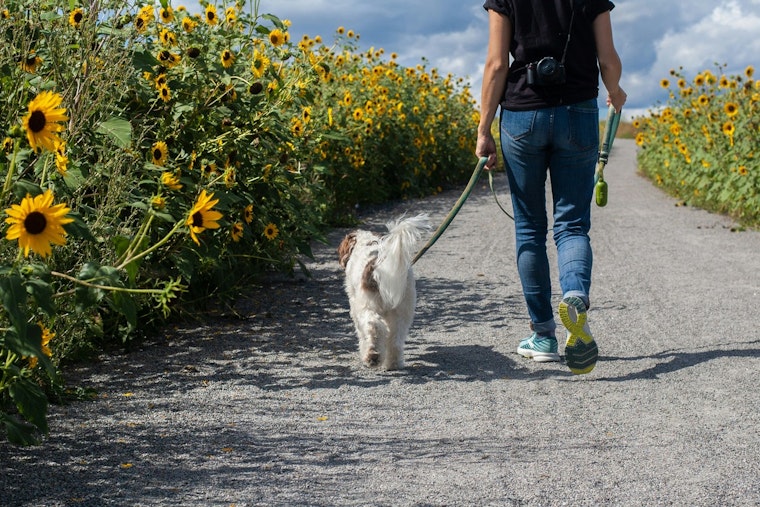 Honolulu Dog Owners Could Face $1,000 Fines If Their Pet Strays Loose