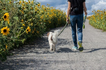 Honolulu Dog Owners Could Face $1,000 Fines If Their Pet Strays Loose