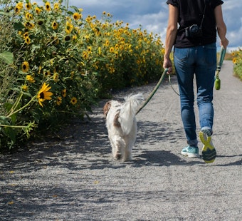 Honolulu Dog Owners Could Face $1,000 Fines If Their Pet Strays Loose