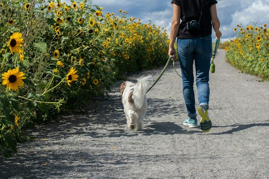 Honolulu Dog Owners Could Face $1,000 Fines If Their Pet Strays Loose