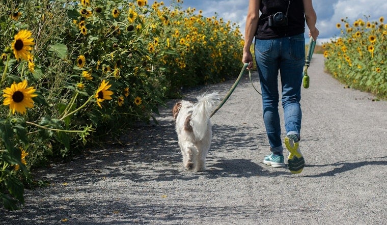 Honolulu Dog Owners Could Face $1,000 Fines If Their Pet Strays Loose