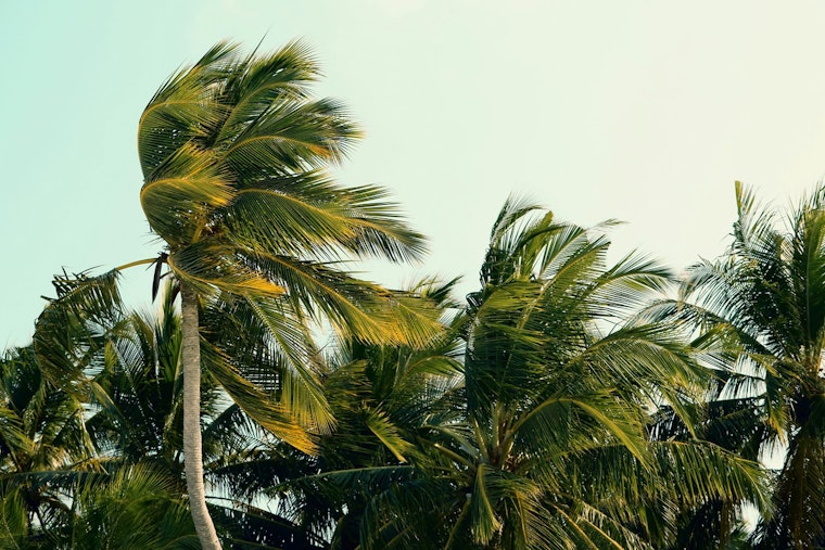 Honolulu Trade Winds Howl Back as Weekend Showers, Rough Surf Roll In